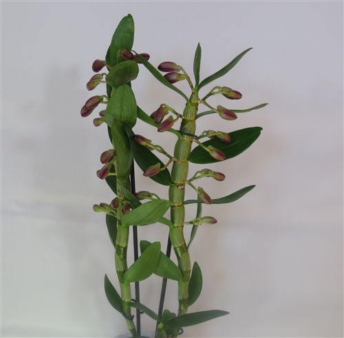 Orchid-Idea.com - Dendrobium Nobile Akatsuki